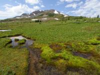Feuchtwiese mit Moos auf den Sunshine Meadows - Banff NP